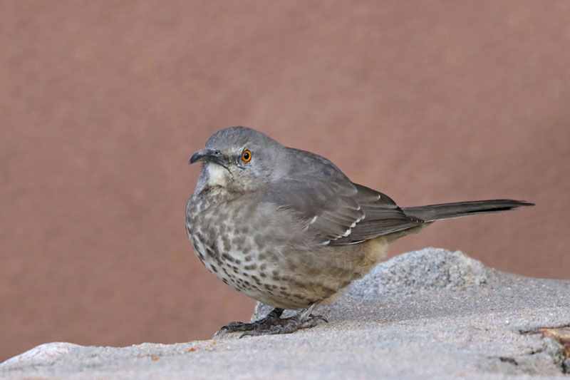 Curve-billed Thrasher