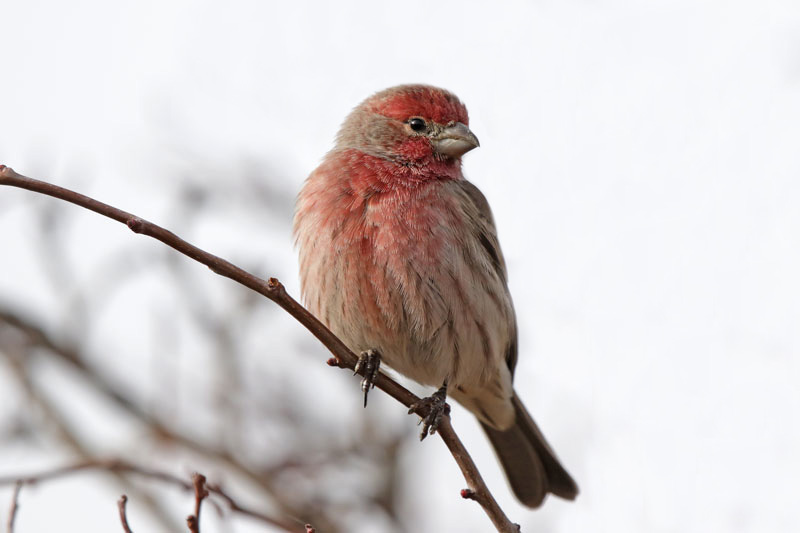 House Finch