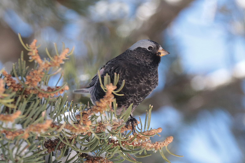 Black Rosy-Finch