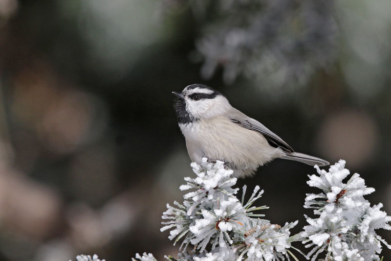 Mountain Chickadee