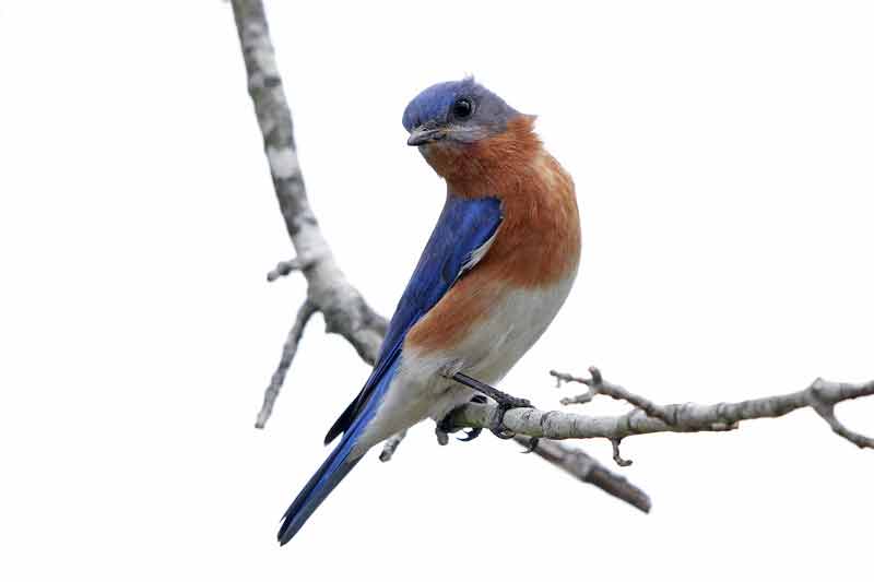 Eastern Bluebird