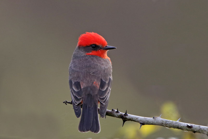 Vermilion Flycatcher