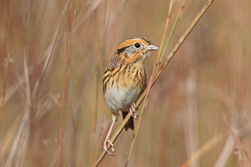 Le Conte's Sparrow