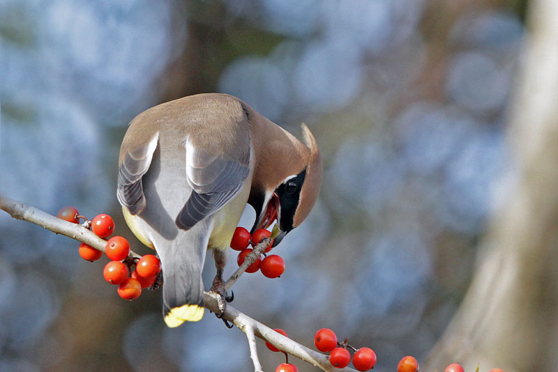 Cedar Waxwing