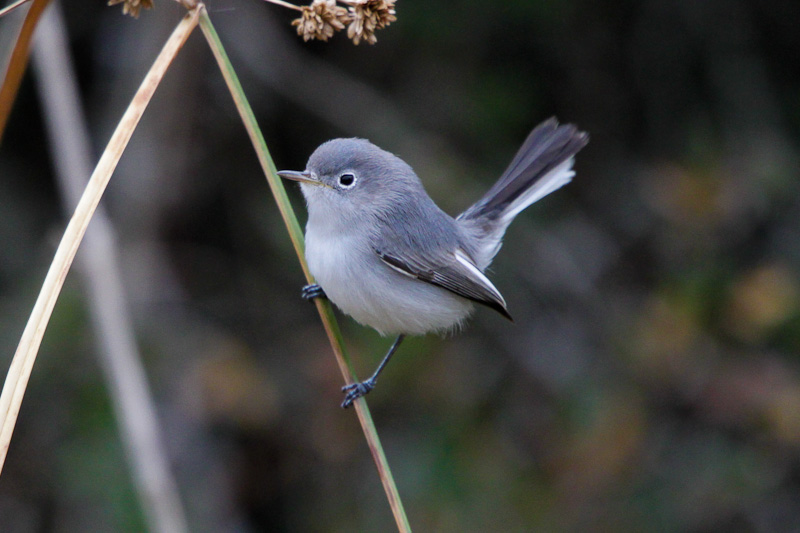 Blue-gray Gnatcatcher