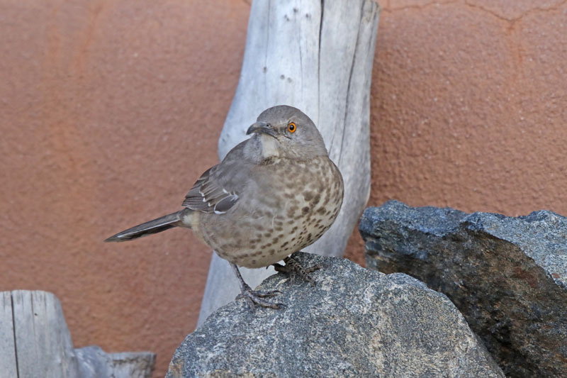 Curve-billed Thrasher
