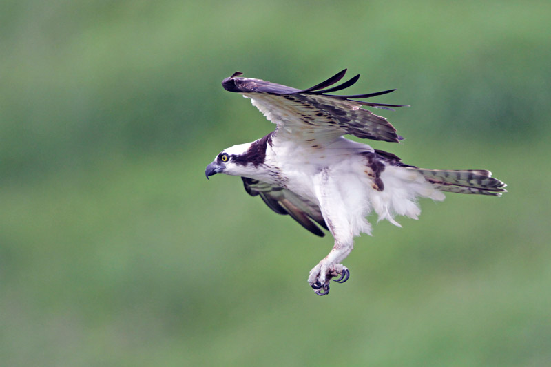 Osprey