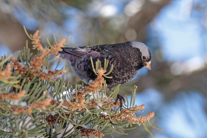 Black Rosy-Finch