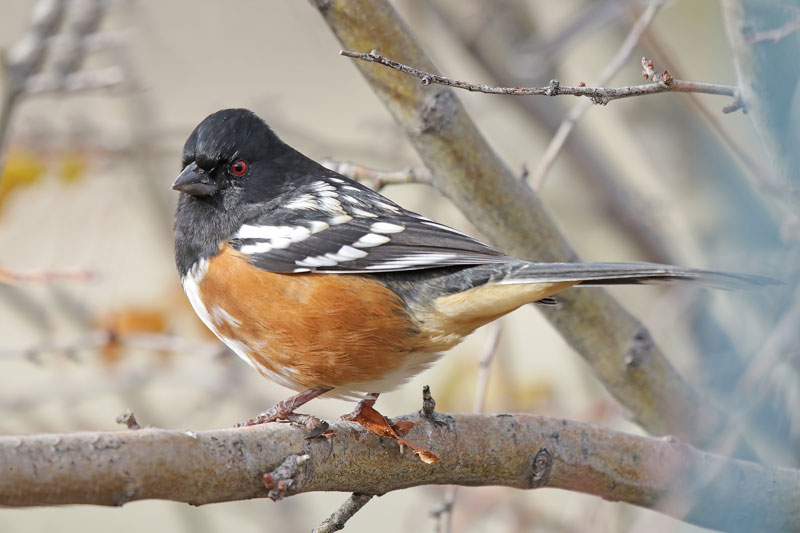 Spotted Towhee