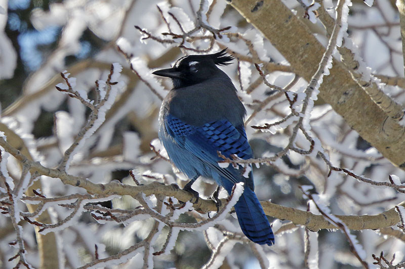 Steller's Jay