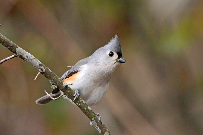 Tufted Titmouse