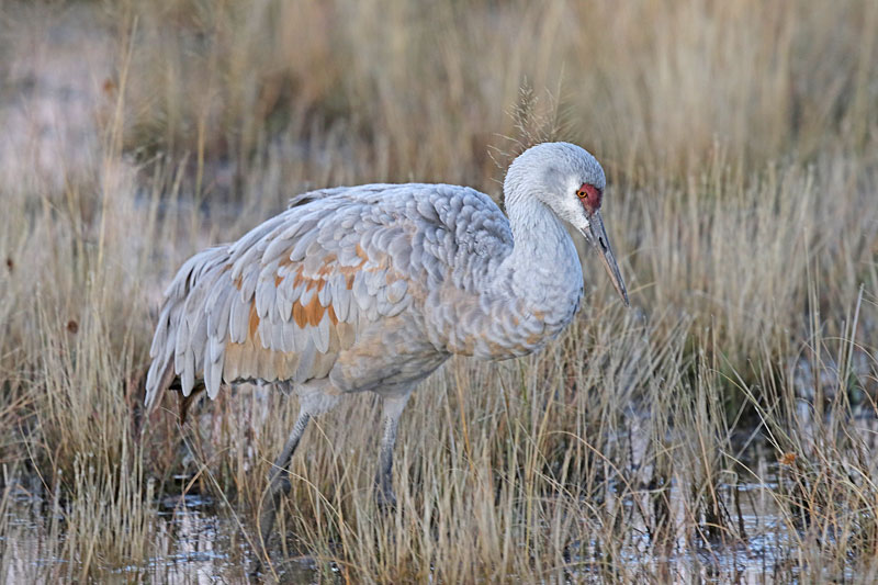 Sandhill Crane