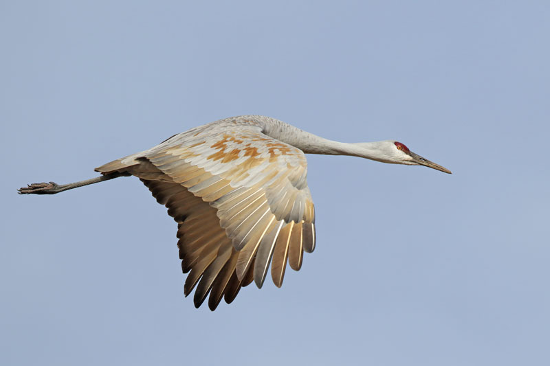 Sandhill Crane