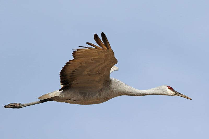 Sandhill Crane