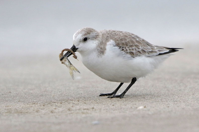 Sanderling
