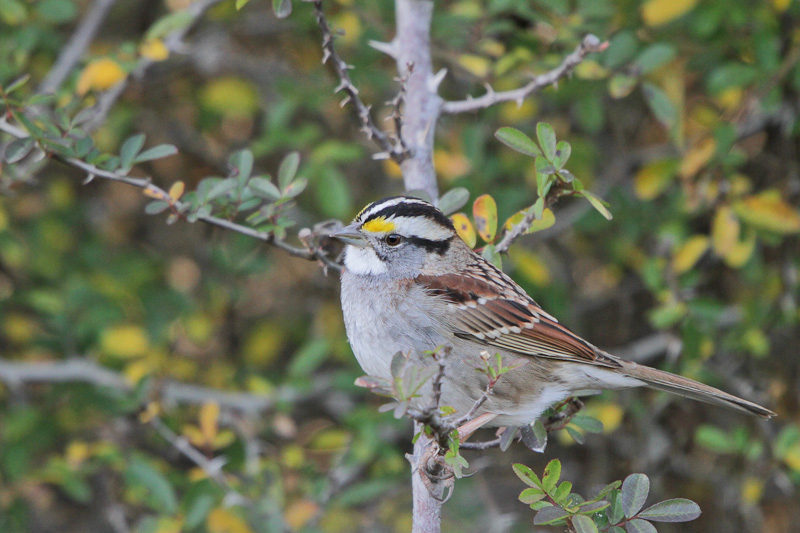 White-throated Sparrow