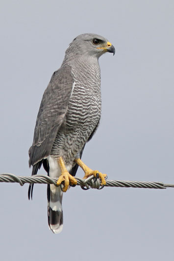 Gray Hawk