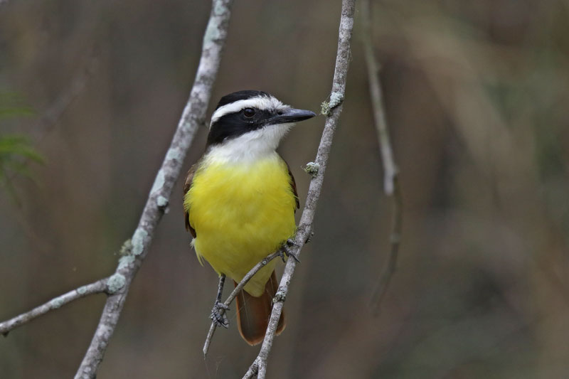 Great Kiskadee