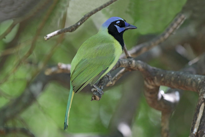 Green Jay