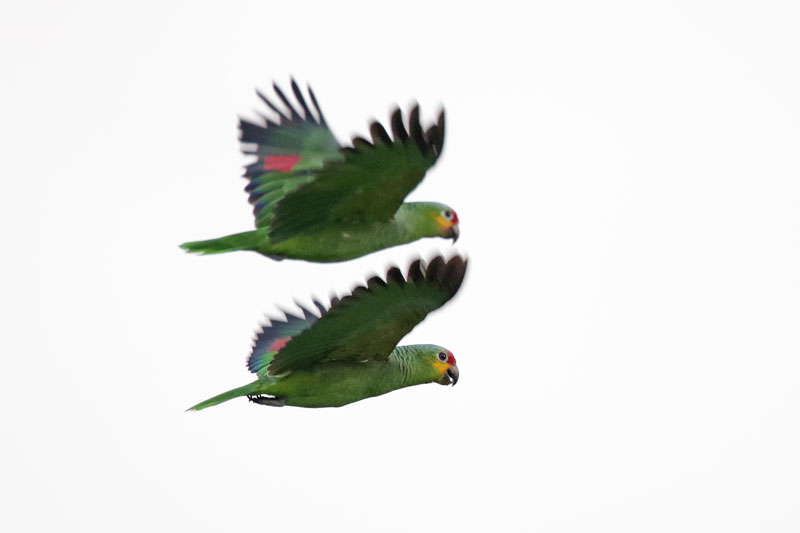 Red-lored Parrot 