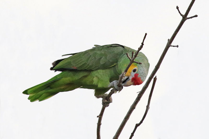 Red-lored Parrot
