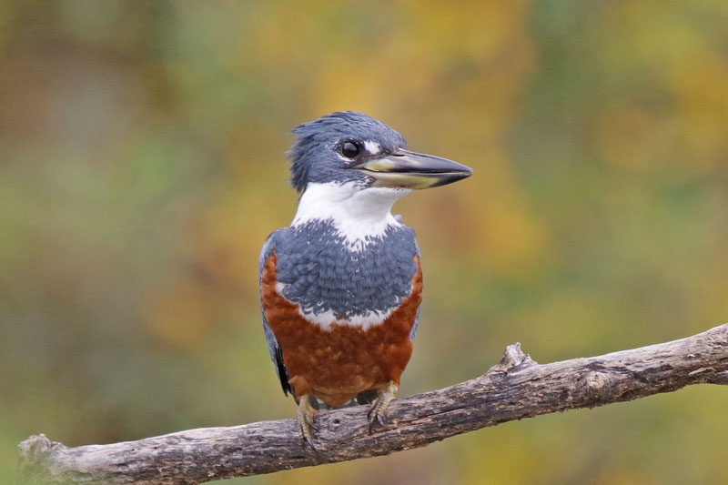 Ringed Kingfisher