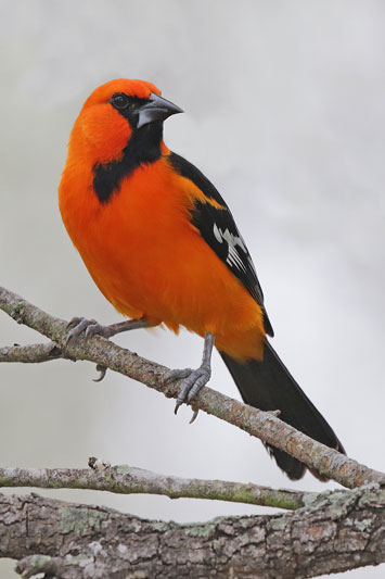 Altamira Oriole