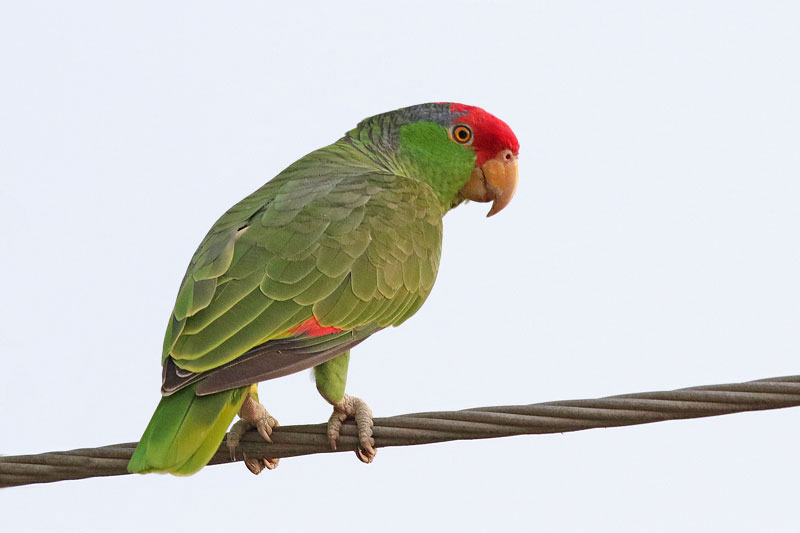 Red-crowned Parrot