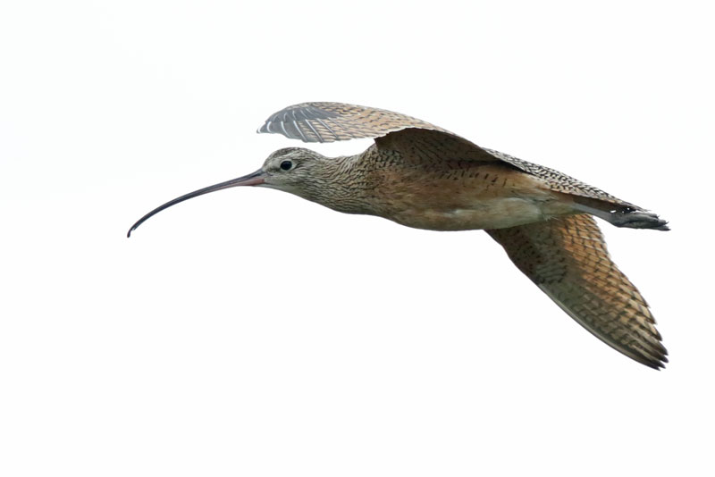 Long-billed Curlew