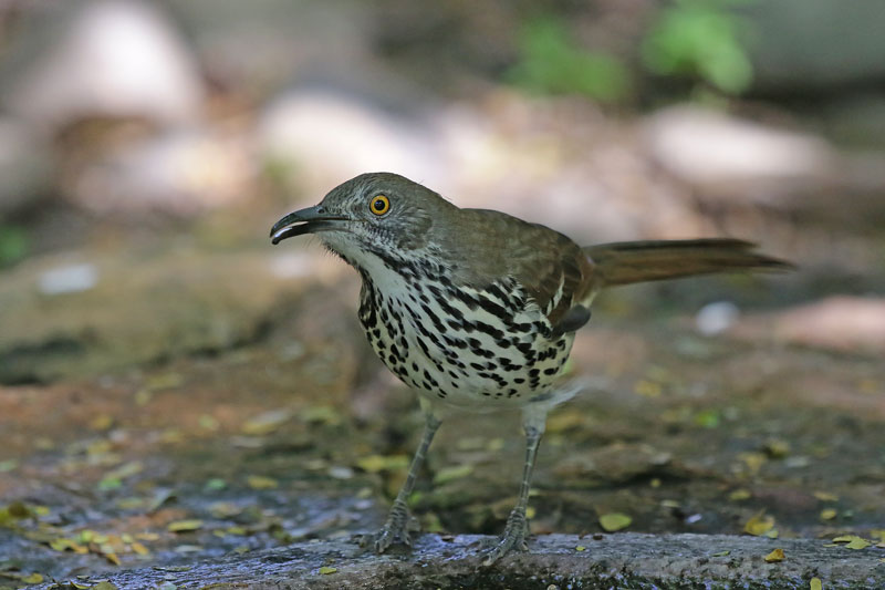 Long-billed Thrasher