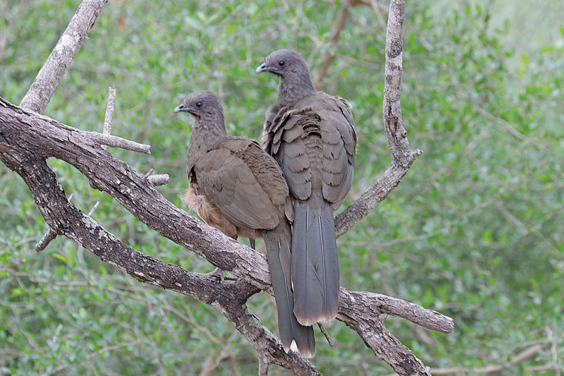 Plain Chachalaca
