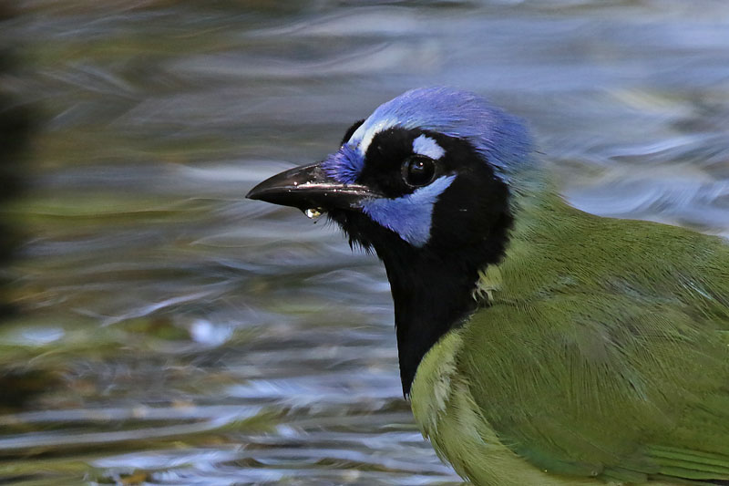Green Jay