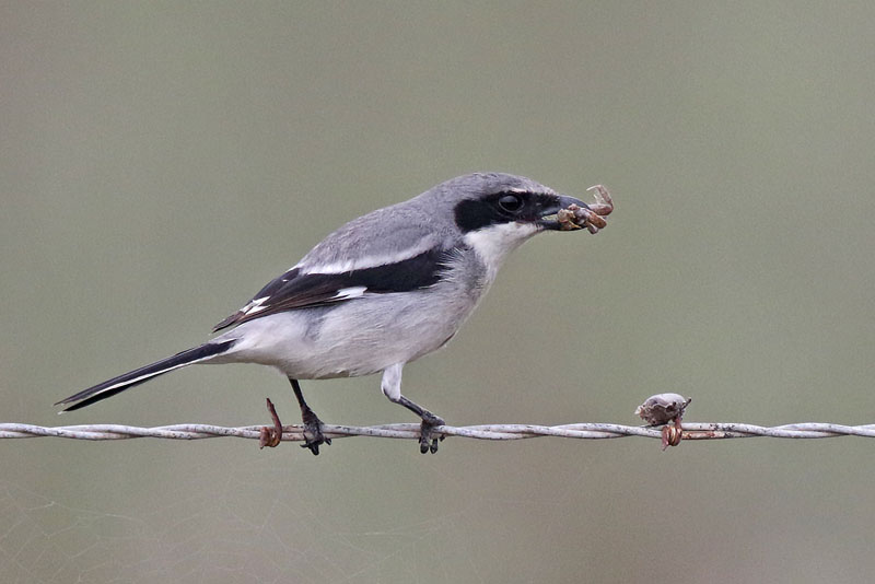 Loggerhead Shrike