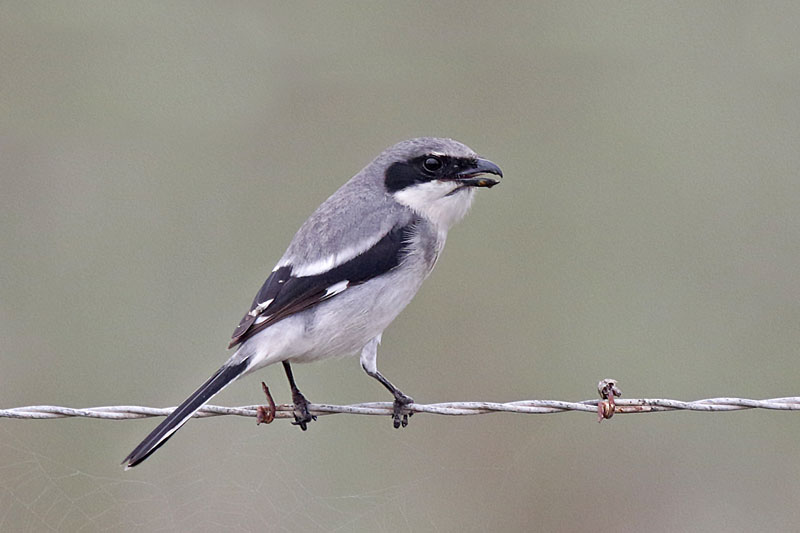 Loggerhead Shrike