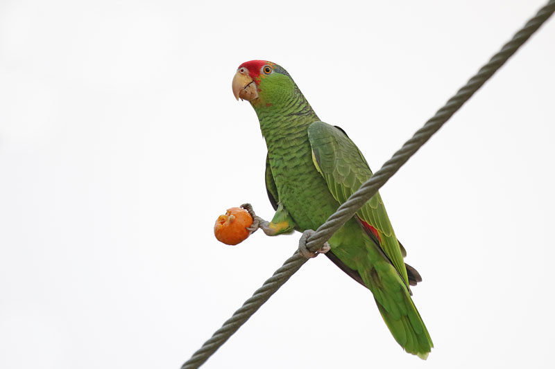 Red-crowned Parrot