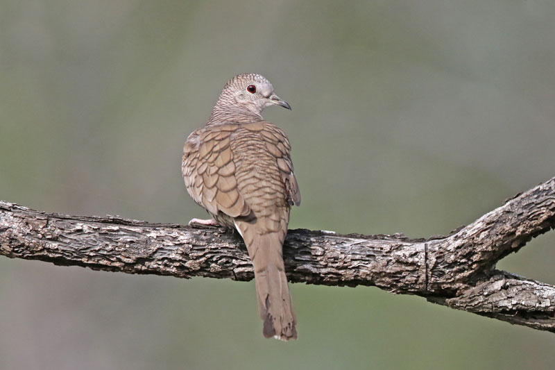 Inca Dove