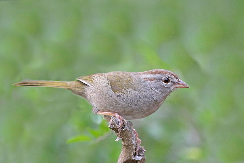 Olive Sparrow