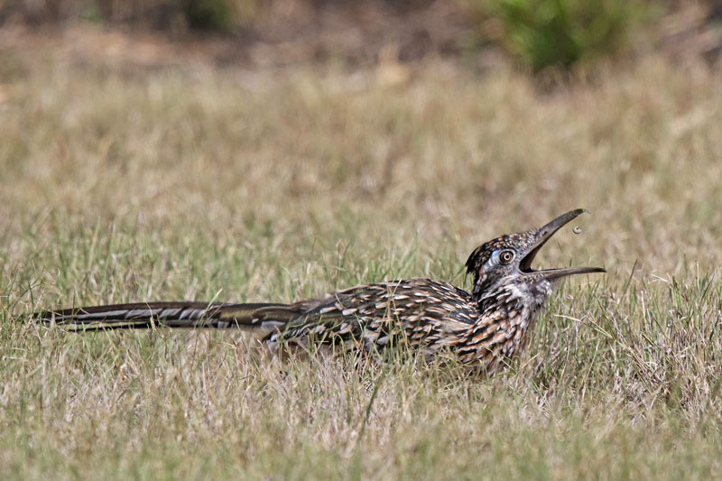 Greater Roadrunner