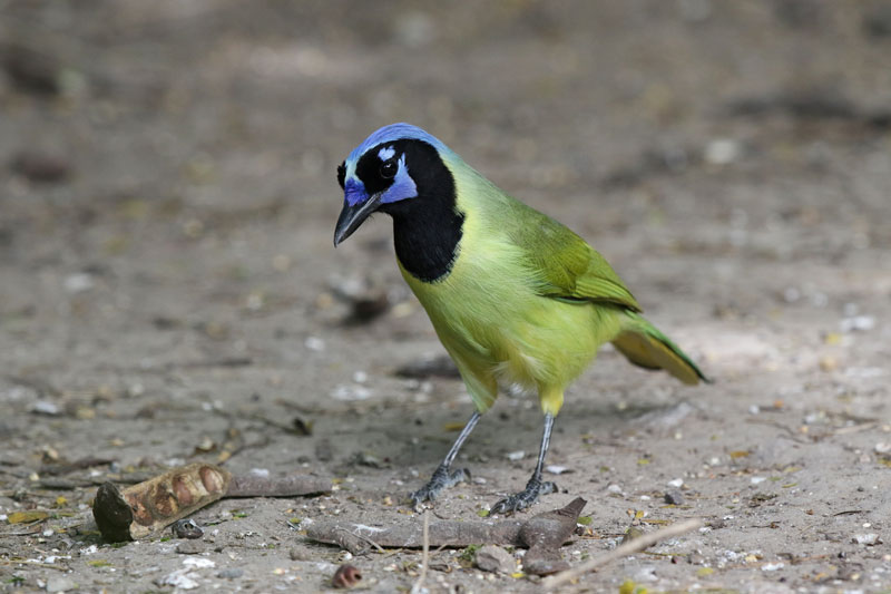 Green Jay