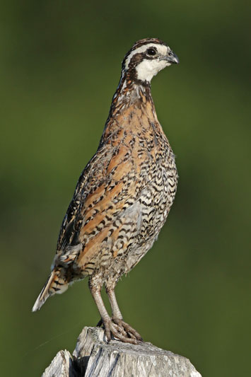 Northern Bobwhite