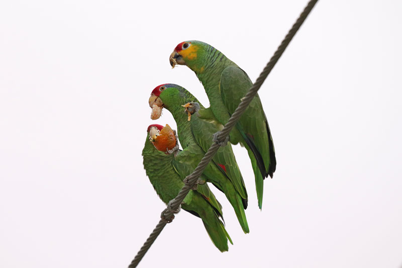 Red-Lored Parrot