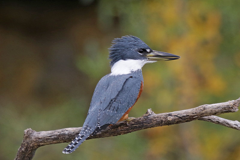 Ringed Kingfisher