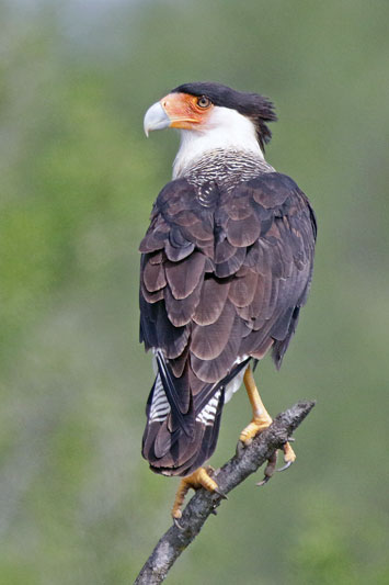 Crested Caracara