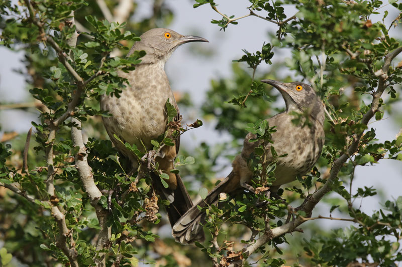 Curve-billed Thrasher