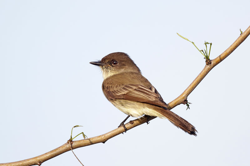 Eastern Phoebe