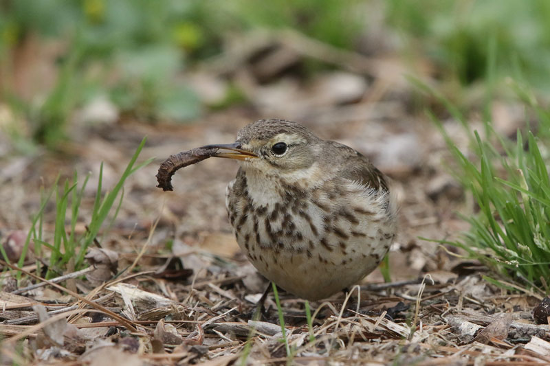 American Pipit