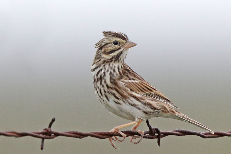 Savannah Sparrow