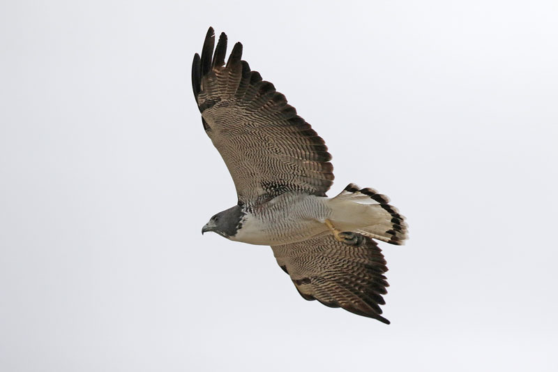 White-tailed Hawk