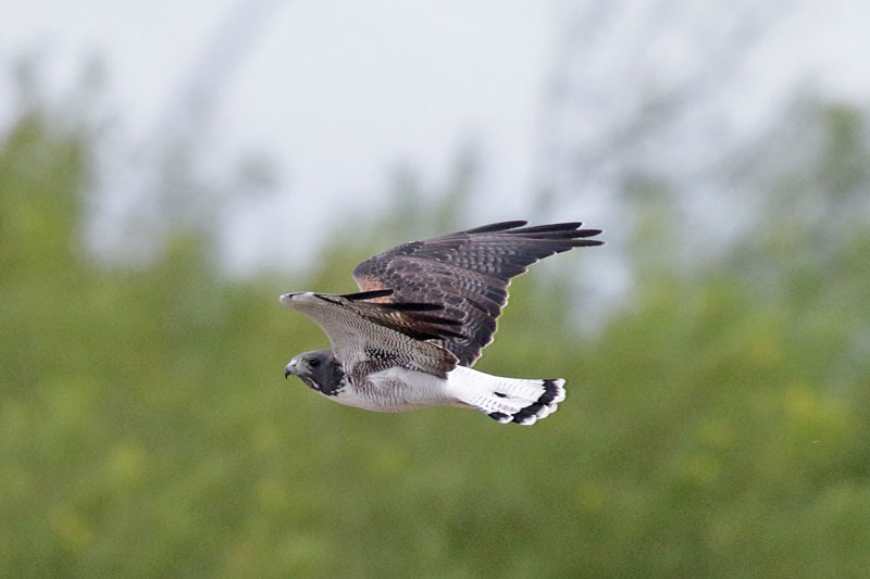 White-tailed Hawk