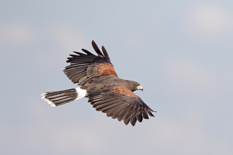 Harris Hawk